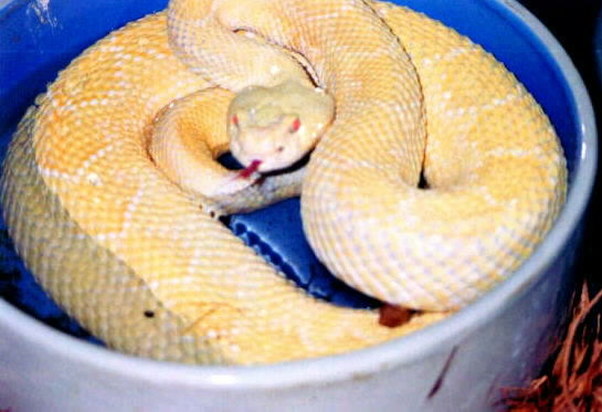 Male Albino Western.jpg [40 Kb]